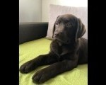 LABRADOR retriver, čokoladni štenci 